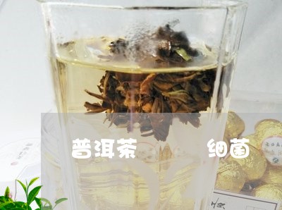 普洱茶   细菌/2023031718593